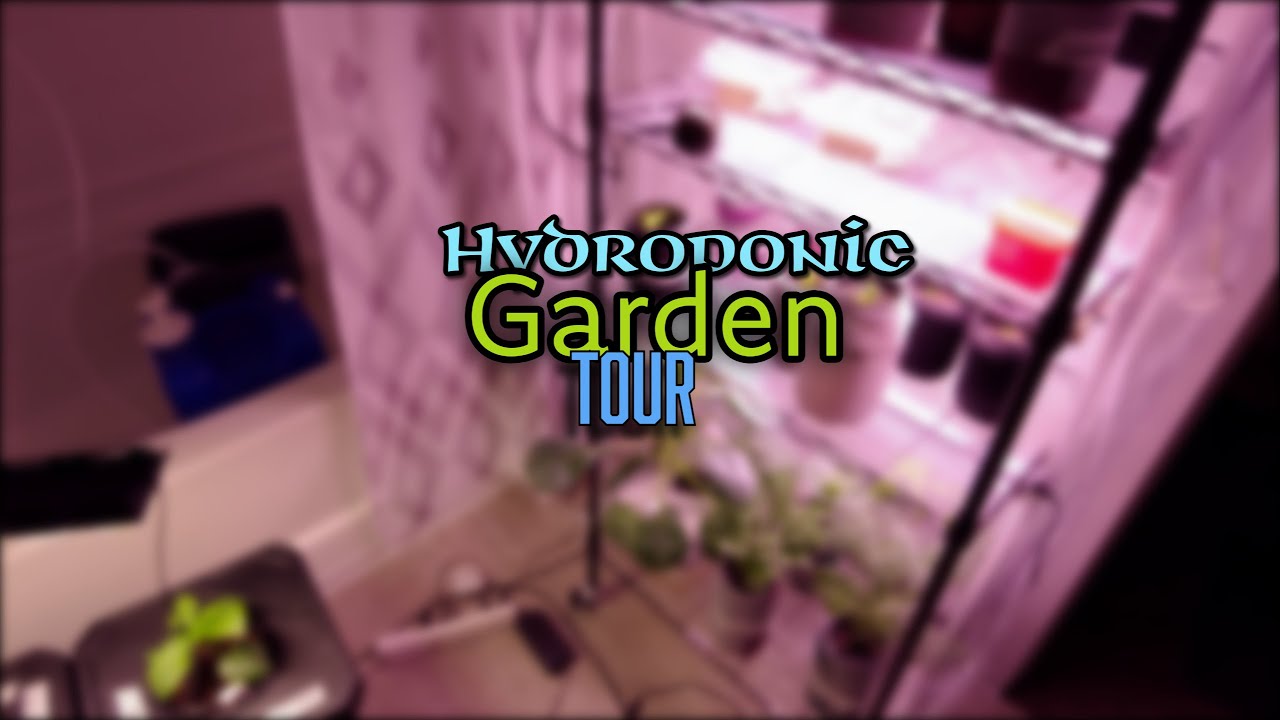 My hydroponic garden tour