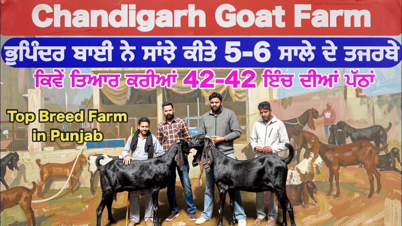 |Chandigarh Goat Farm 42-43 ਇੰਚ ਦੀਆਂ ਪੱਠਾਂ |Best Beetal Goat in Punjab |Goat Farming in Punjab 