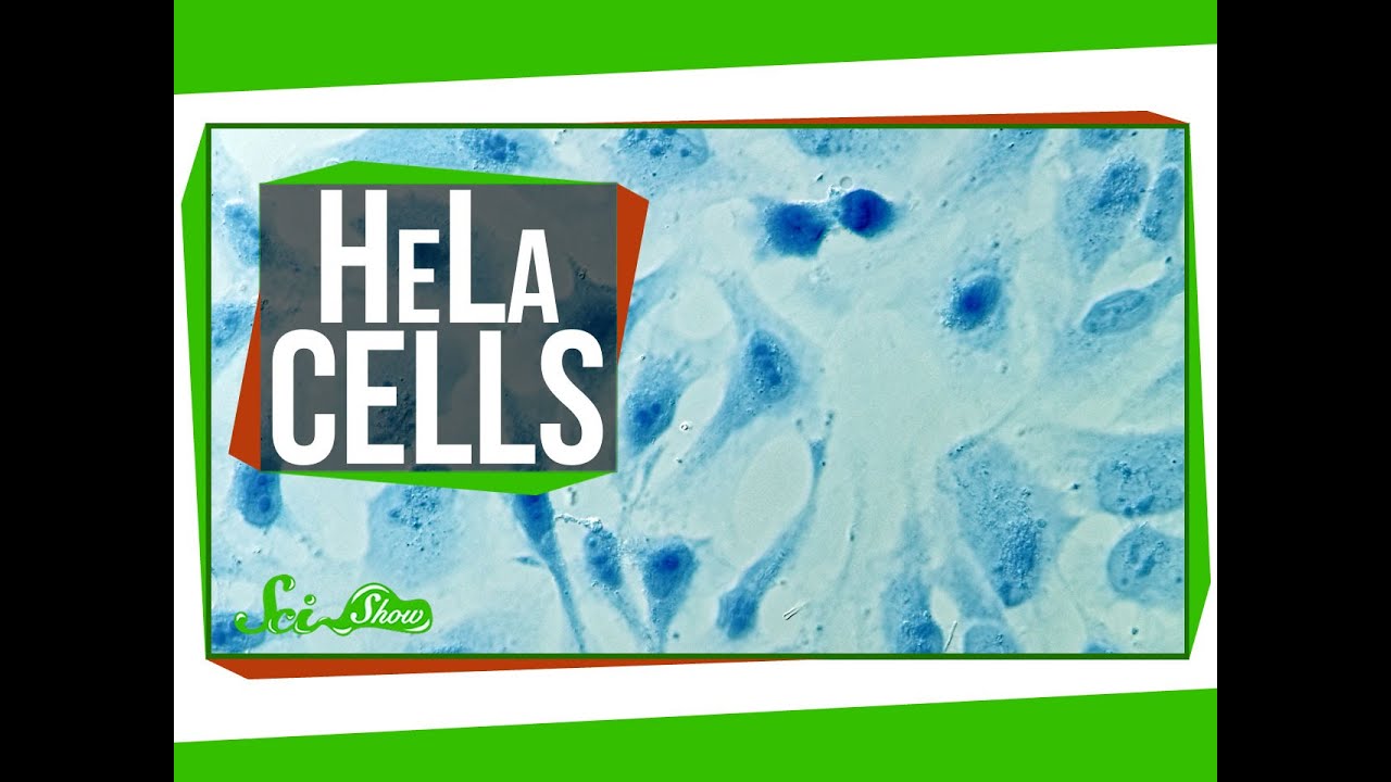 Immortal Cells Turn 96