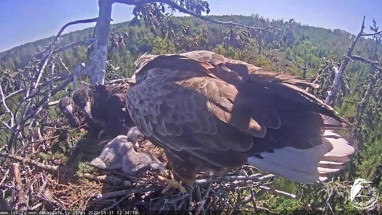 Jūras ērglis~Raimis brings still alive hawk chick~12:23 pm 2020/05/31