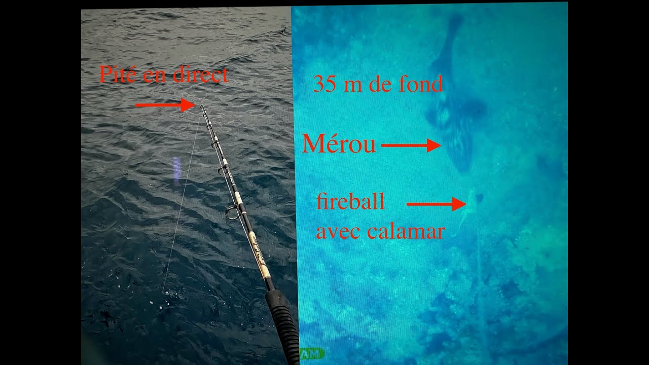 Mérou filmé avec une caméra Go fish au large de Carry le Rouet. Pité en direct sur un fireball.