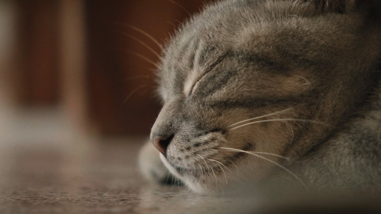 The Cat of Monti di Luna (LUMIX S5 Cinematic Short Film)