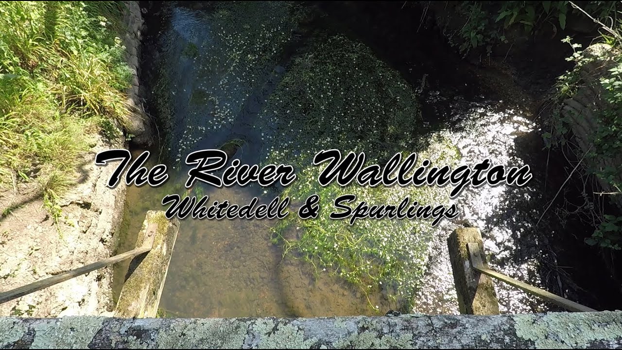 The River Wallington - Whitedell & Spurlings