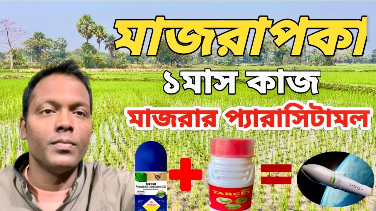 একবার স্প্রে মাজরাপকা এক মাস কাজ ॥মাজরার ঔষুধ ব্যবহারের সঠিক পদ্ধতি॥ধানের মাজরা দমন@Agriculture Book
