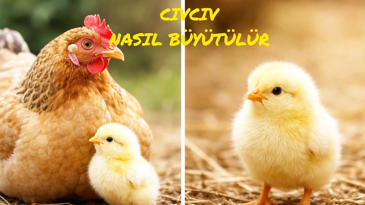 TAVUK CİVCİVİ NASIL BAKILIR NASIL BÜYÜTÜLÜR DETAYLI ANLATIM