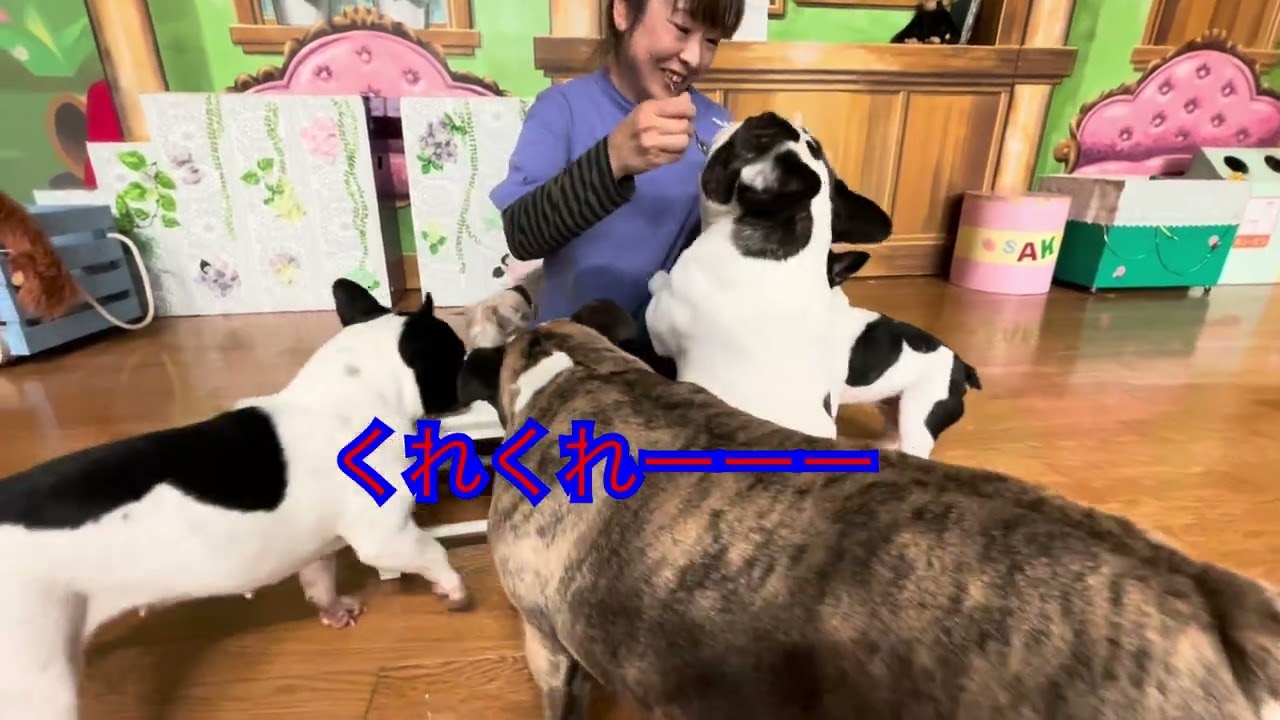 ムートン君2歳のバースデー山賊にケーキ奪われる