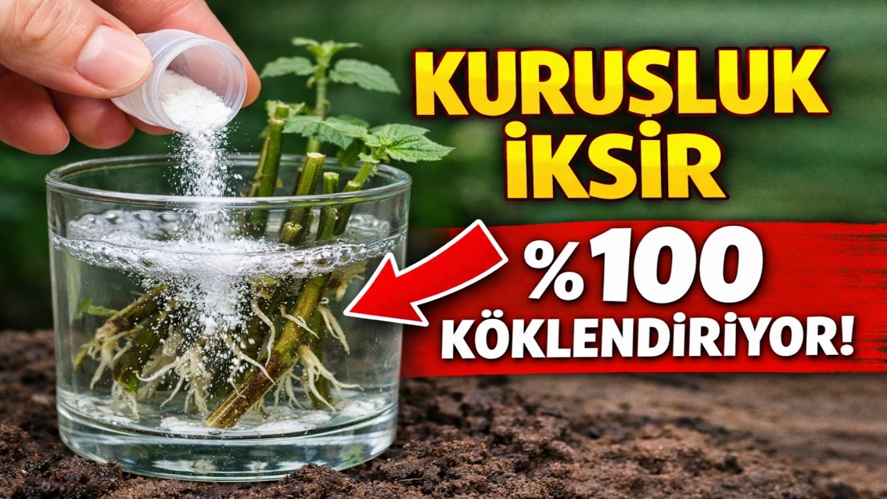 Köklendirici Üreticileri Bu Videonun Silinmesi İçin Yalvarıyor! Fideleri %100 Köklendiren Kuruşluk