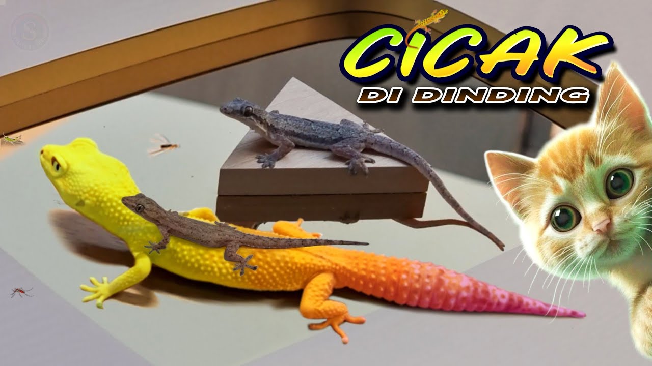 CICAK CICAK DI DINDING | Gecko gendong Cicak | Kucing Meong-meong ~ Lagu Cicak Lagu Populer