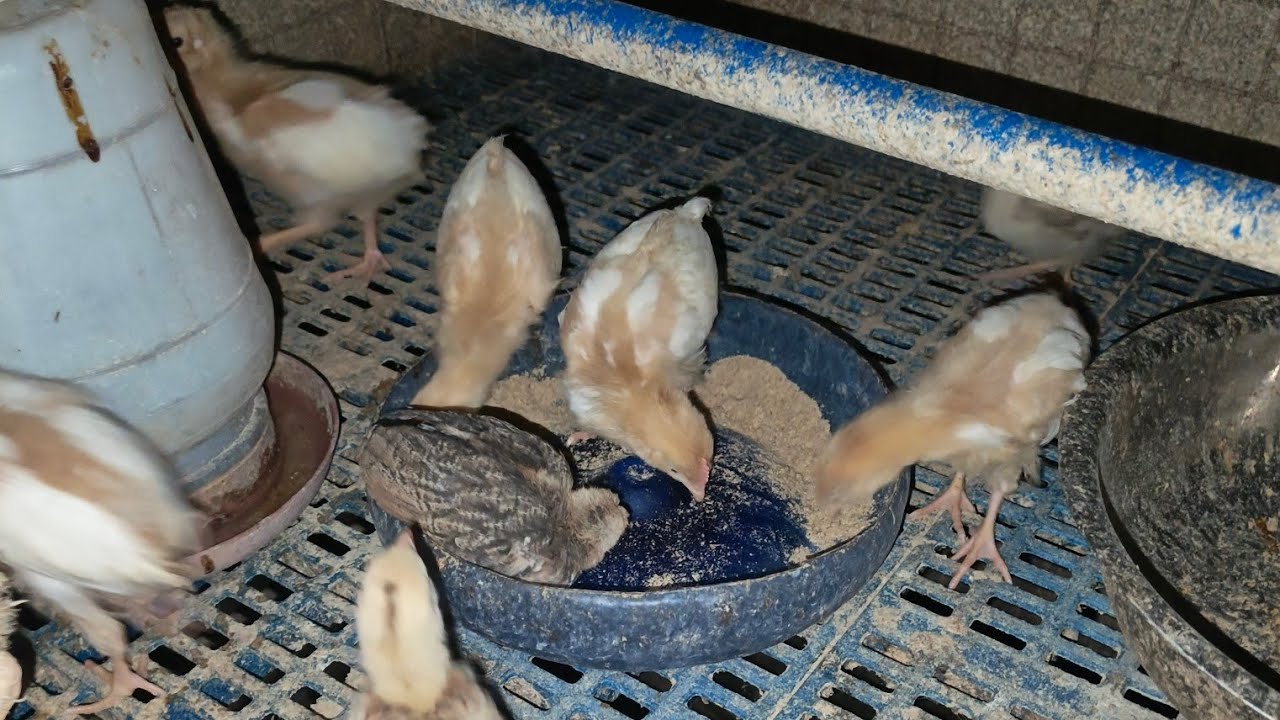 Native and Rhode island 4 😀😀😀 #shortsbeta #smallyoutuber #pets #chicken #animals 