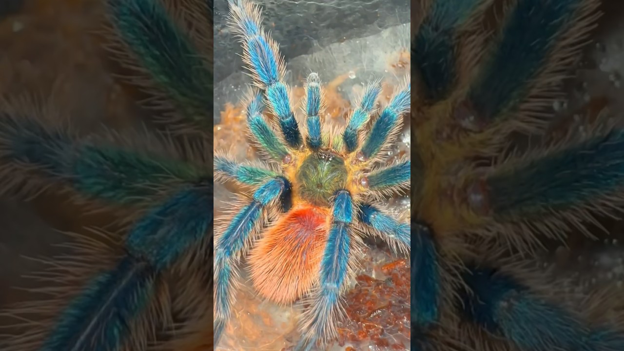 Мой тарантул ПОМЕНЯЛ ПОЛ!!! 😃🤦‍♂️