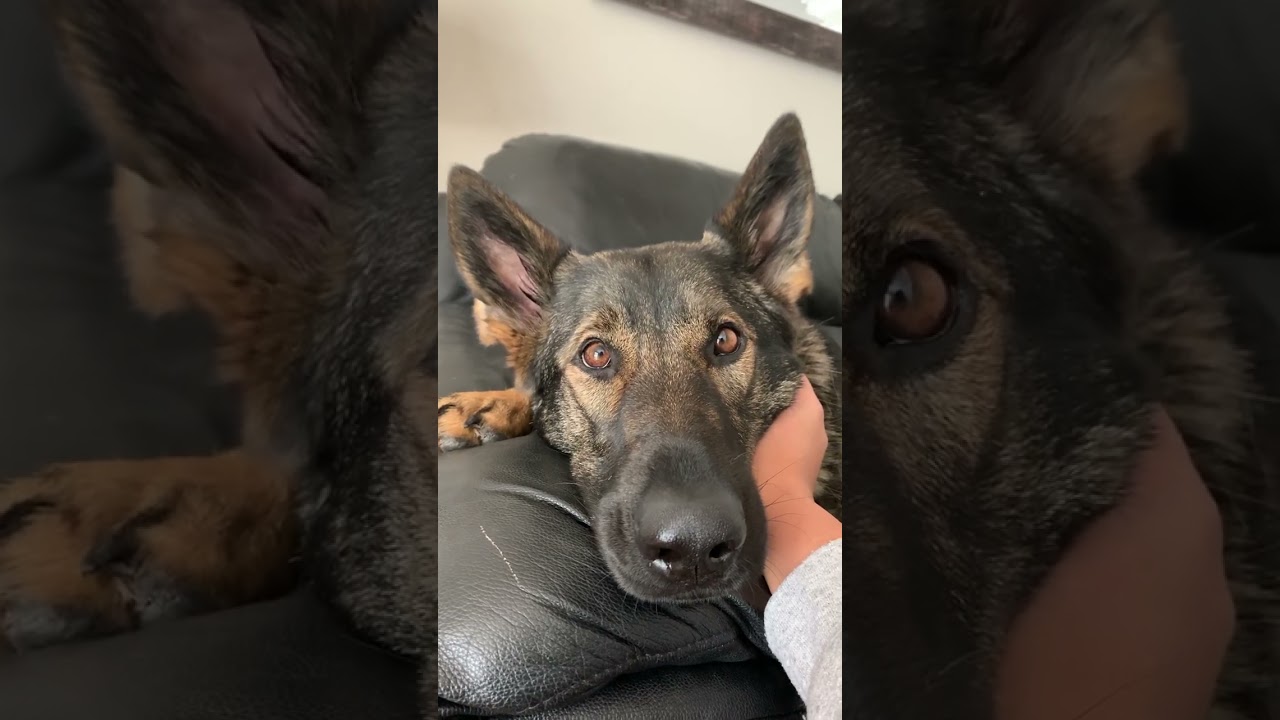Weird Things I Love About My Dogs