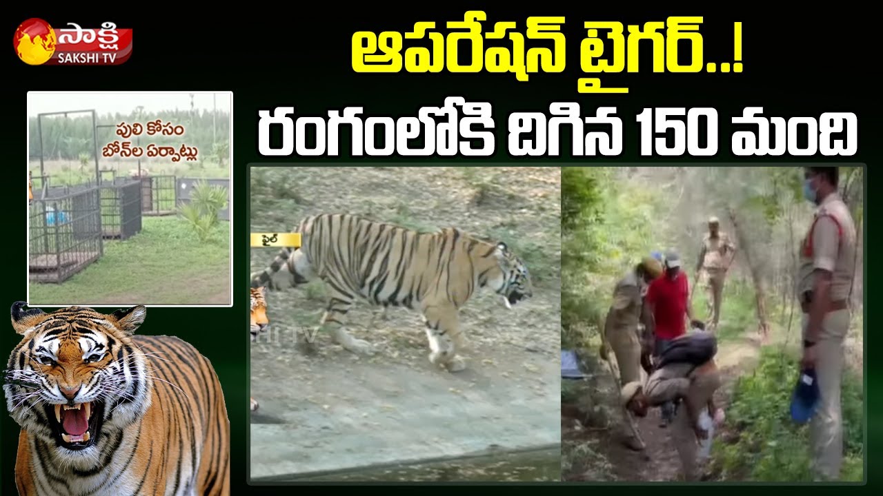 Operation Tiger in Prathipadu Village Kakinada | Sakshi TV