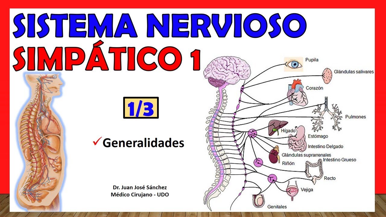 🥇 SISTEMA NERVIOSO SIMPÁTICO 1/3 - Generalidades - ¡Explicación Sencilla!