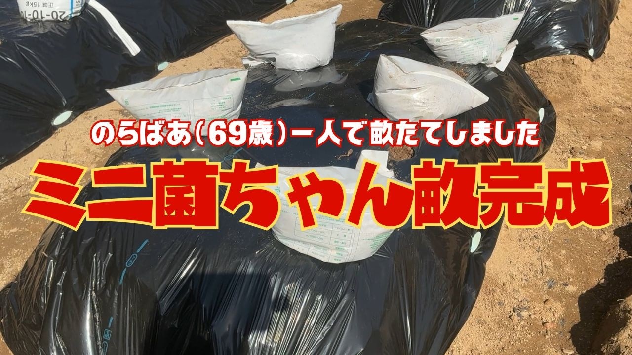 家庭菜園にお勧めのミニ菌ちゃん畝完成しました！これならすぐに畝が作れて菌ちゃん野菜を楽しむことができます【菌ちゃん農法３年目】
