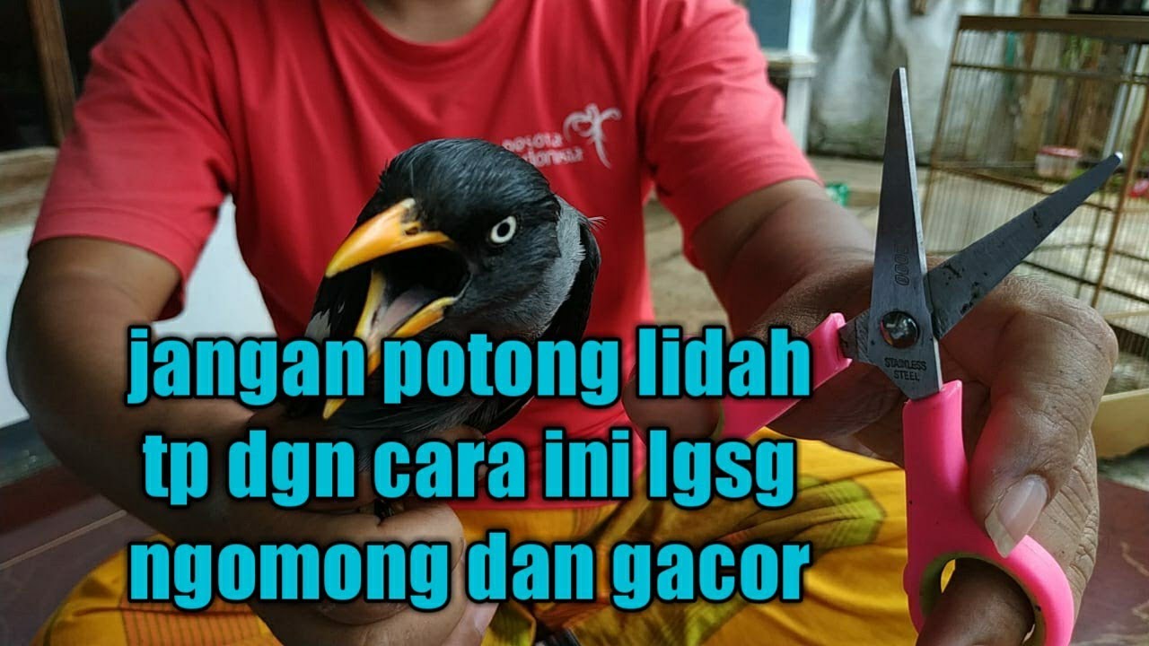 caranya menggunting lidah jalak yg lgsg bisa ngomong
