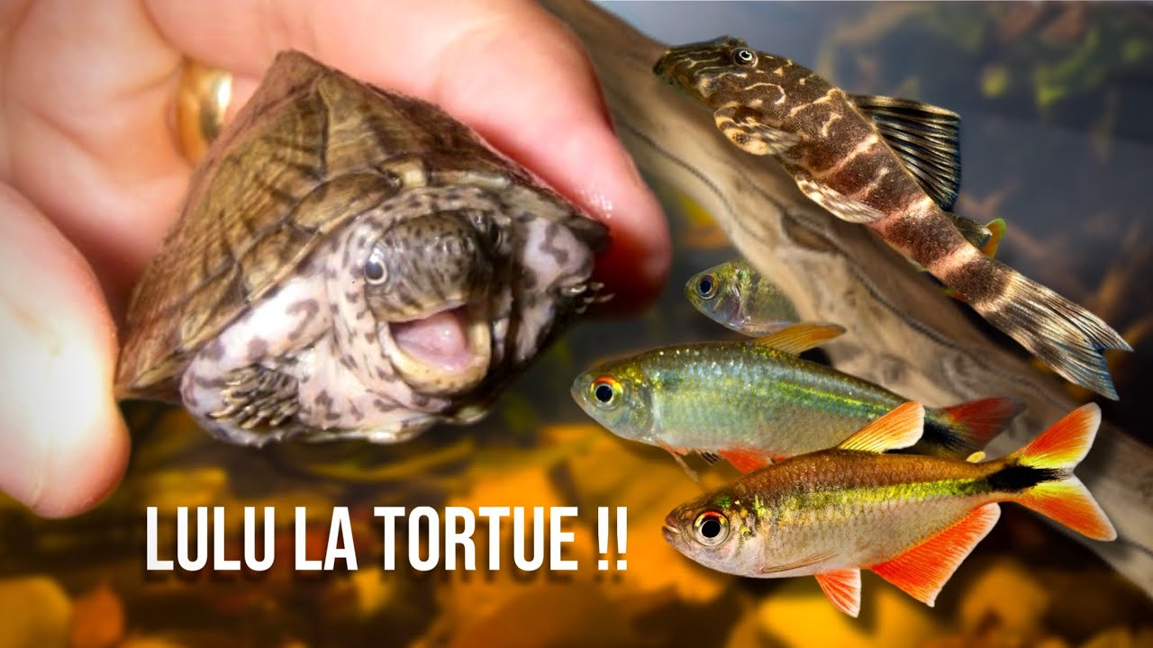 On Réalise un BIOTOPE AMAZONIEN !!