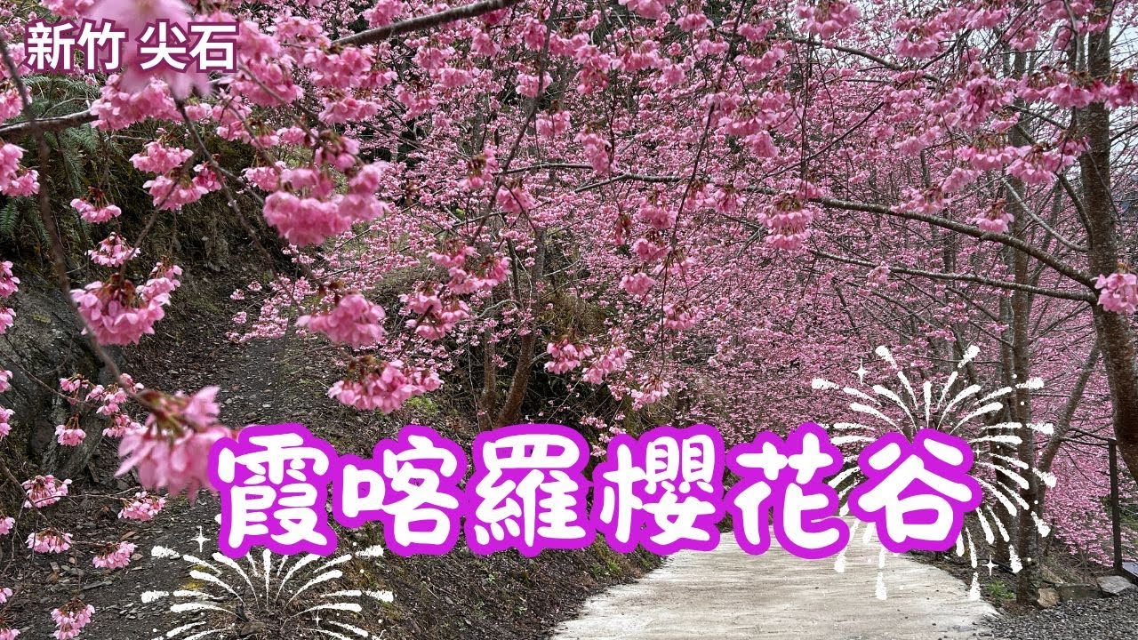 2025 -2  新竹 尖石 霞喀羅櫻花谷🌸尖石賞櫻秘境📣櫻花盛開了$門票100元