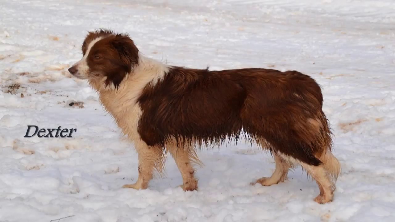 NOMBRES PARA PERROS  [ MACHOS ]