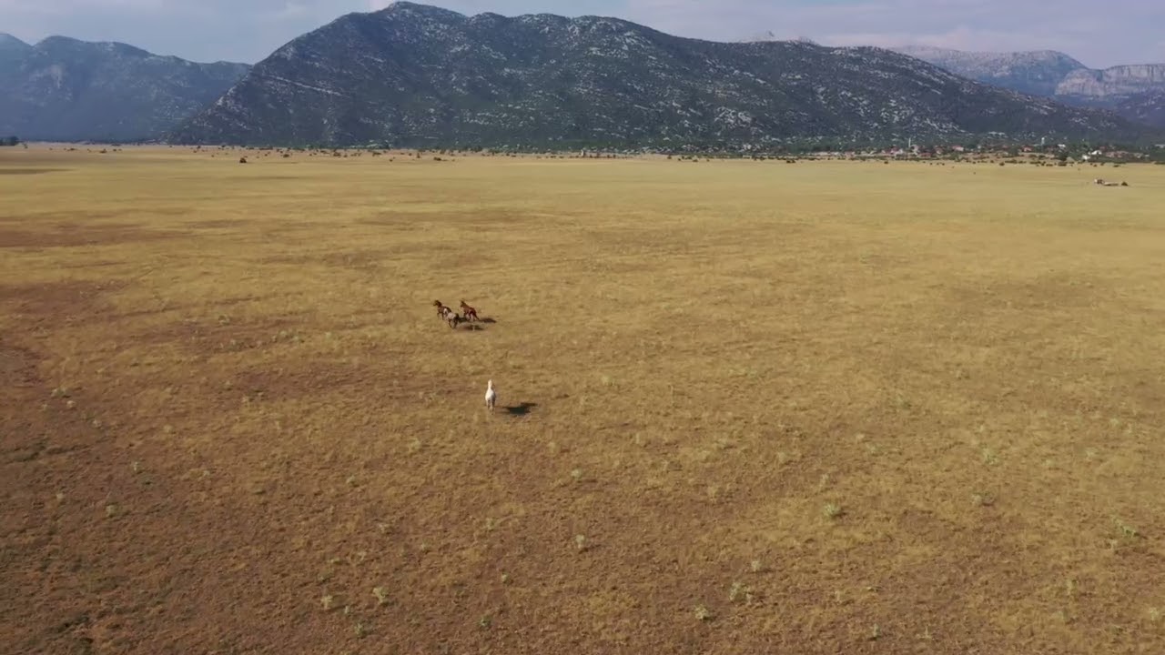 Yılkı Atları, Eynif Ovası, İbradı / Antalya