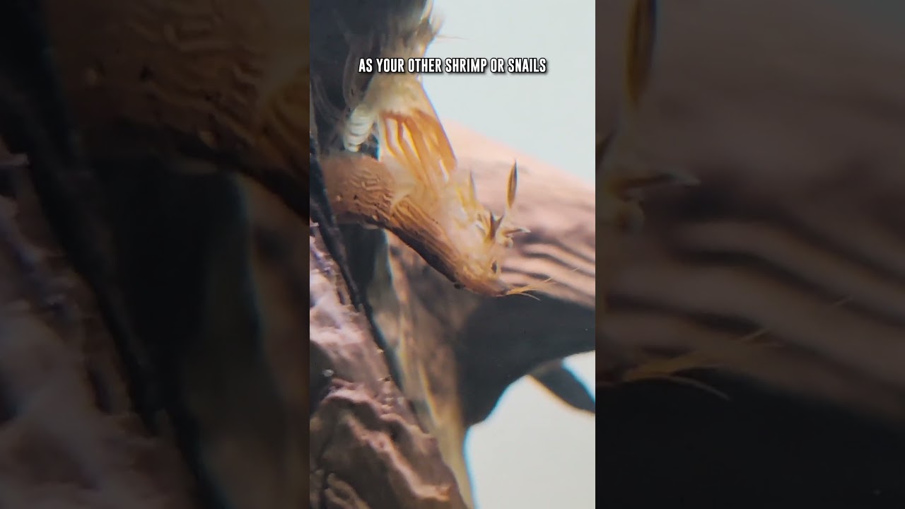 3 INCREDIBLE Facts About Bamboo Shrimp