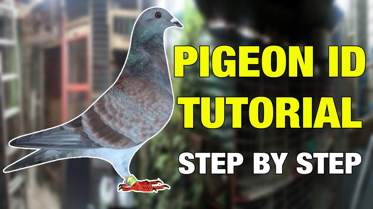 Pigeon ID Tutorial
