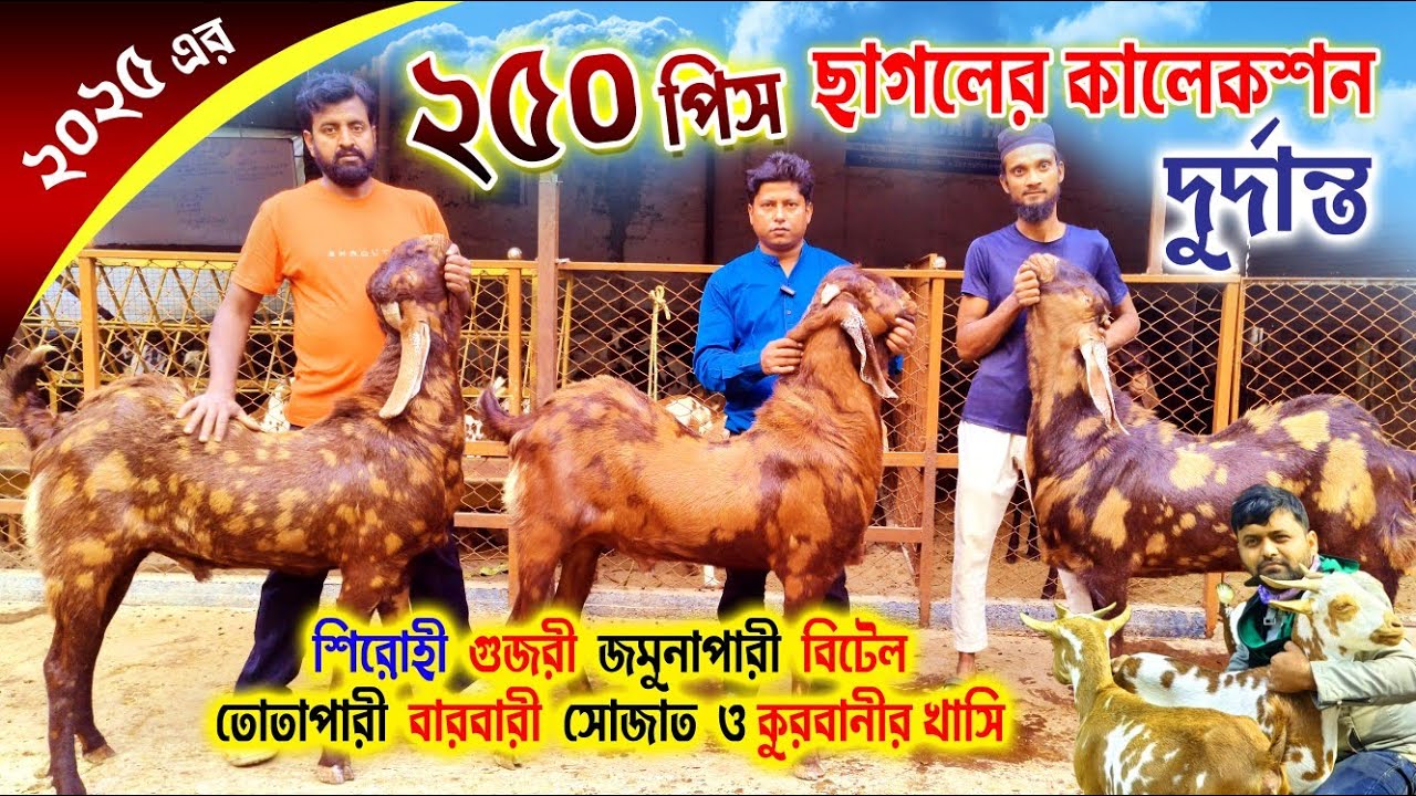 বিদেশি ছাগলের সেরা কালেকশন 2025 || Hybird Goats Collection in westbengal || goat farm
