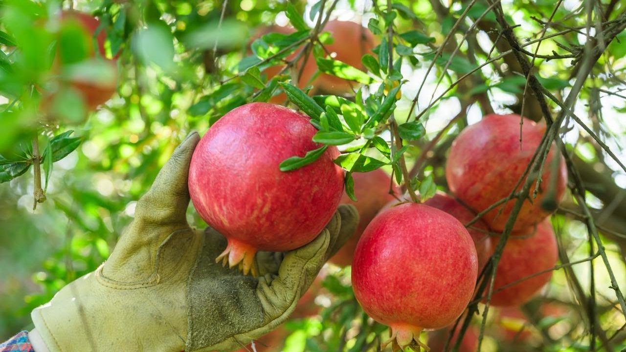 How Are Pomegranates Grown in California?