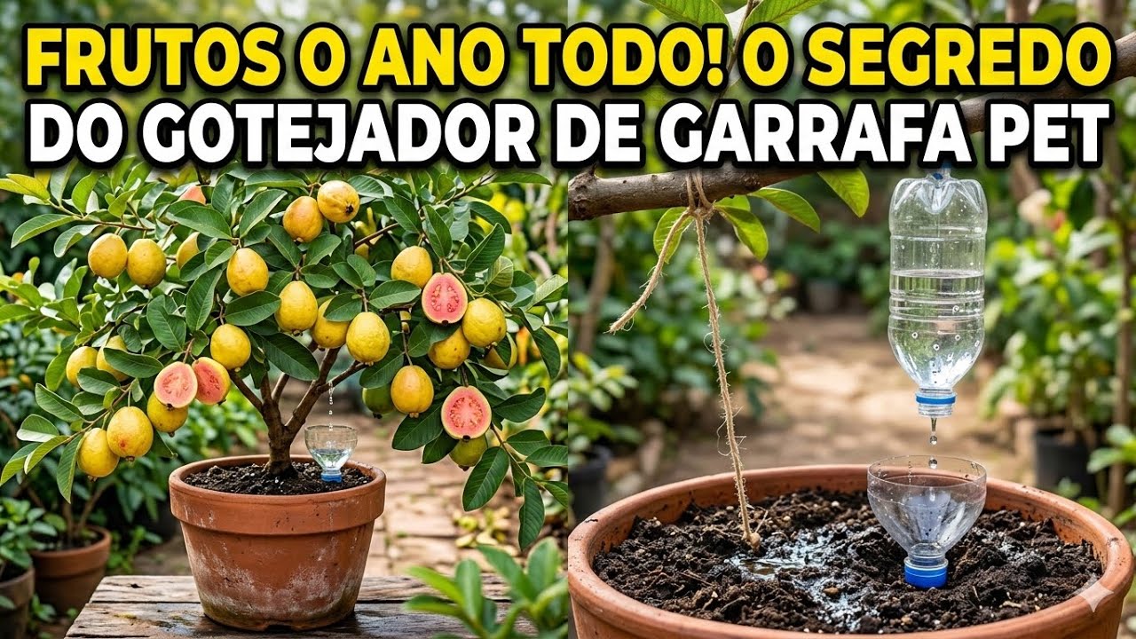FRUTOS O ANO TODO! O Segredo do Gotejador de Garrafa PET #Horta #DIY #PlantHack #Recycling 🍍🍋