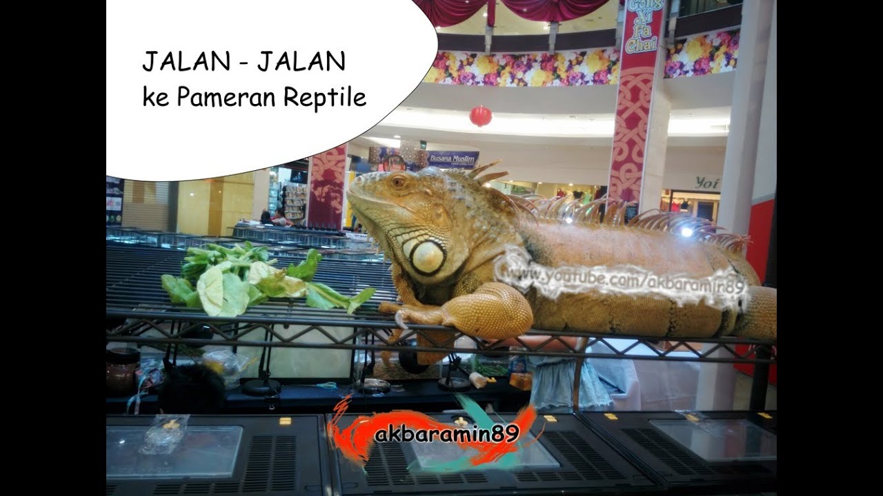 Walking Around 1 - Pameran Reptile BG Junction Sby