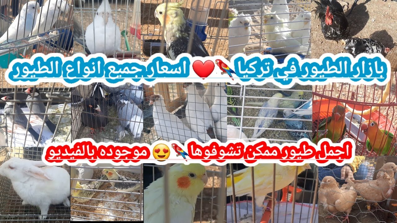بازار الطيور في تركيا 🦜💙 / اسعار طيور الزينه 🐦❤️🦜 / اسماء طيور الحمام / اسعار طيور الحمام/ الكوكتيل