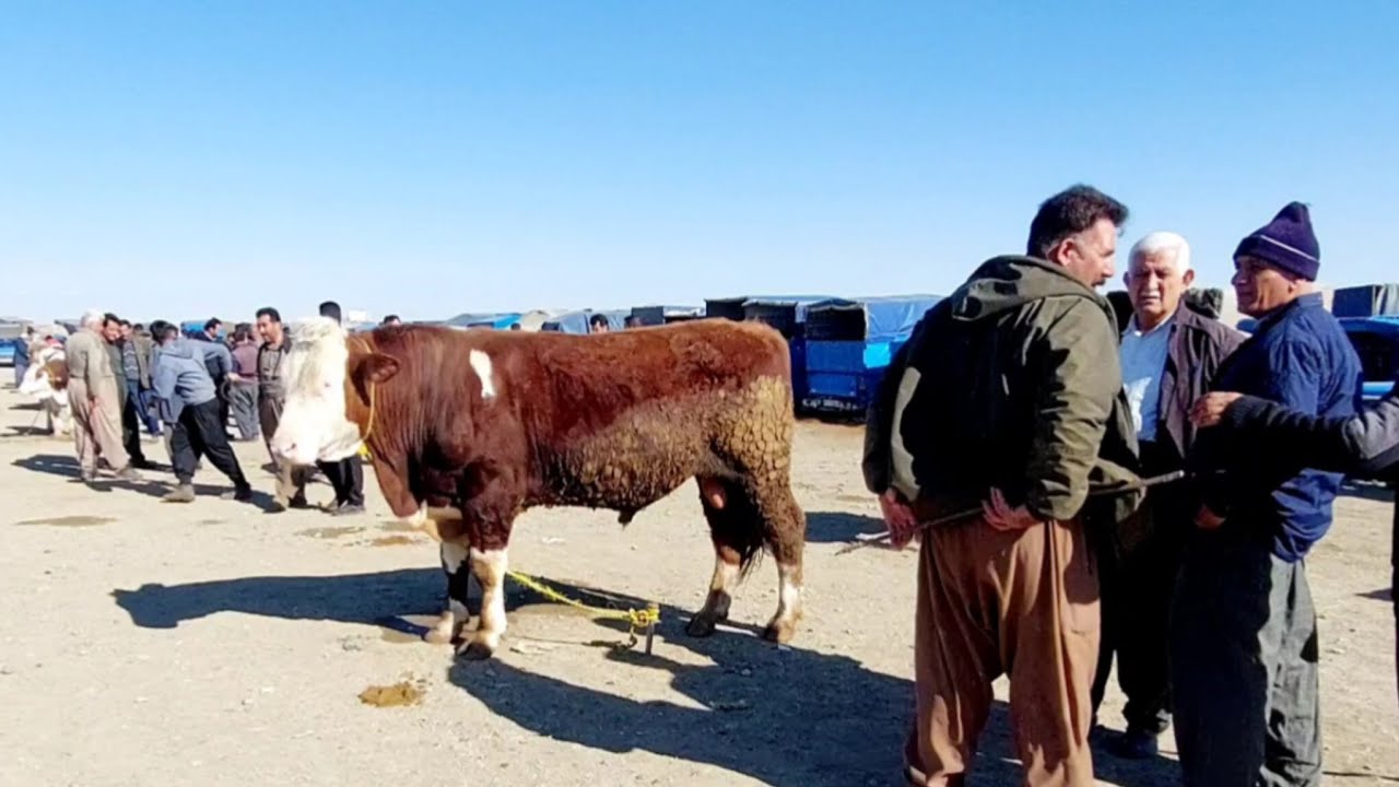 I went to the local market in Mohammadyar on Thursday and took a walk around.
