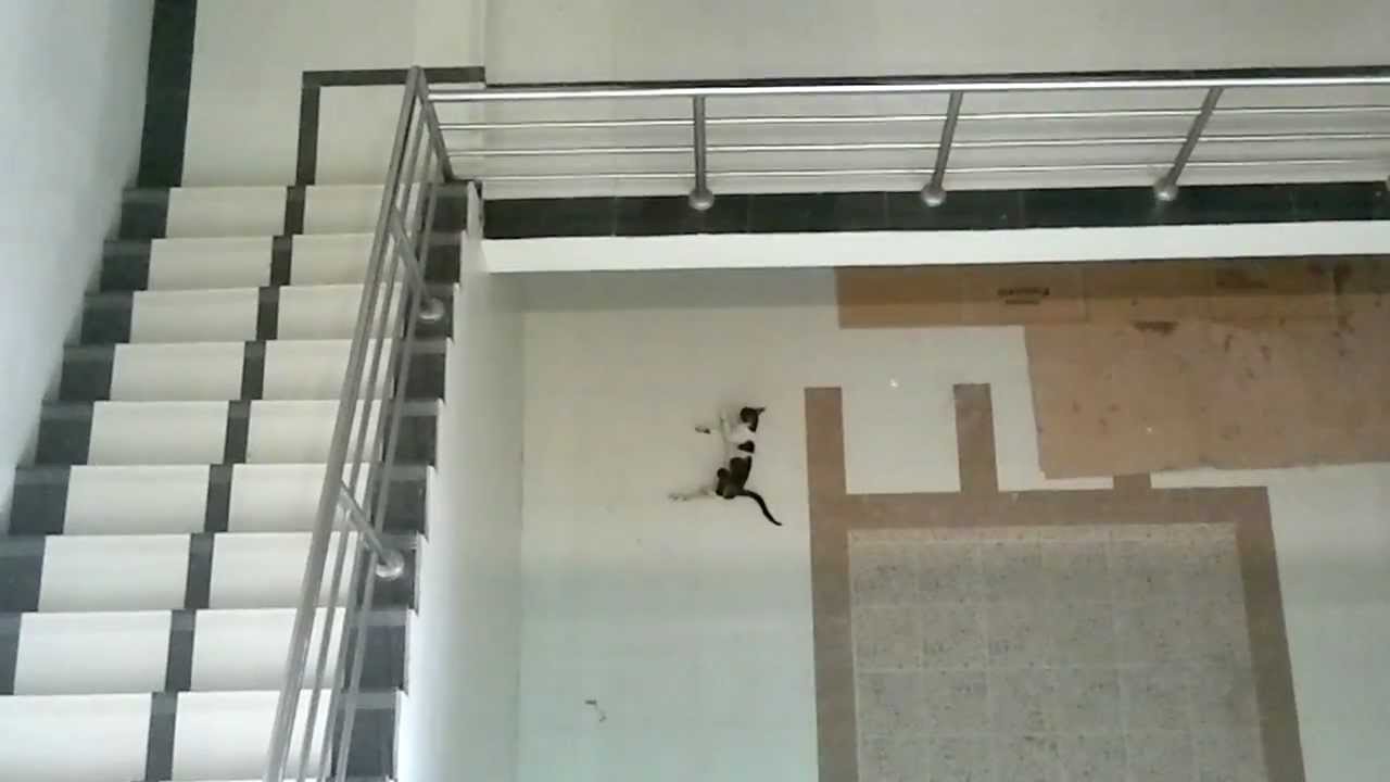 Cat jumping from third floor