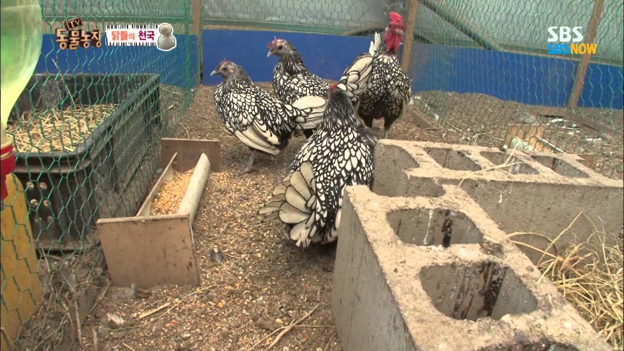 SBS [Animal Farm] - Куриный рай.