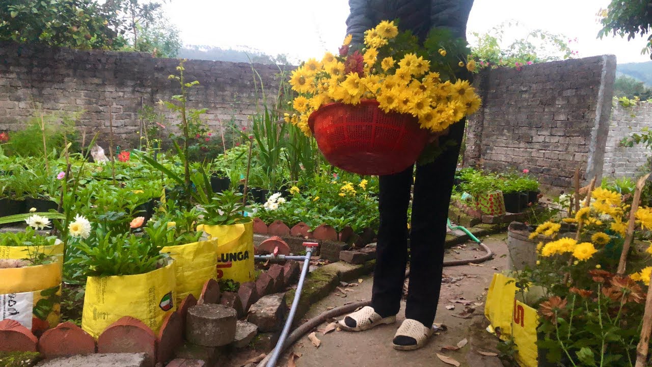 Morning in the Garden 🌼 Planting & Cutting Flowers - Buổi sáng ở vườn 🌼 Trồng hoa & cắt hoa