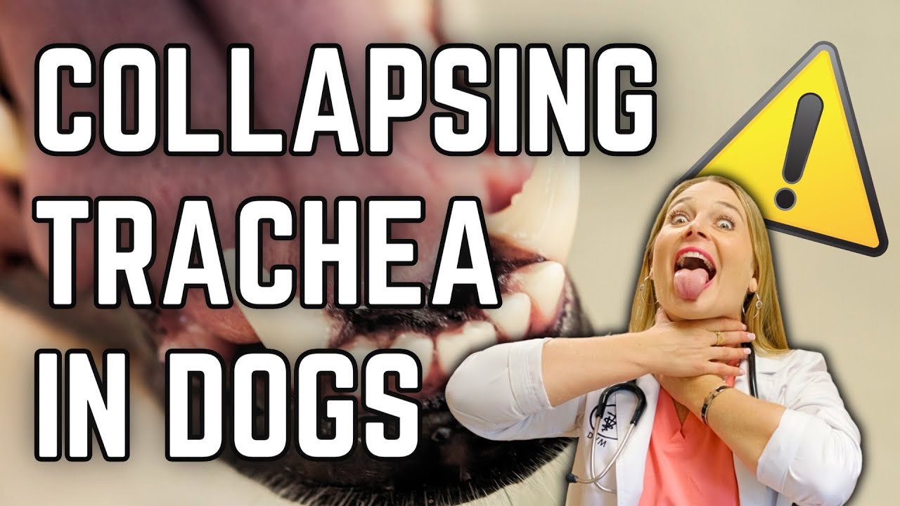 Is Collapsing Trachea deadly for my Dog!? | Dr. Lindsay Vet Explains Treatment + Clinical signs