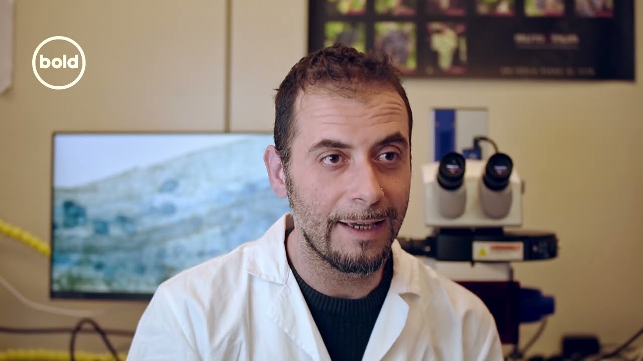 Gli studi del CREA per vini sani e piante in salute