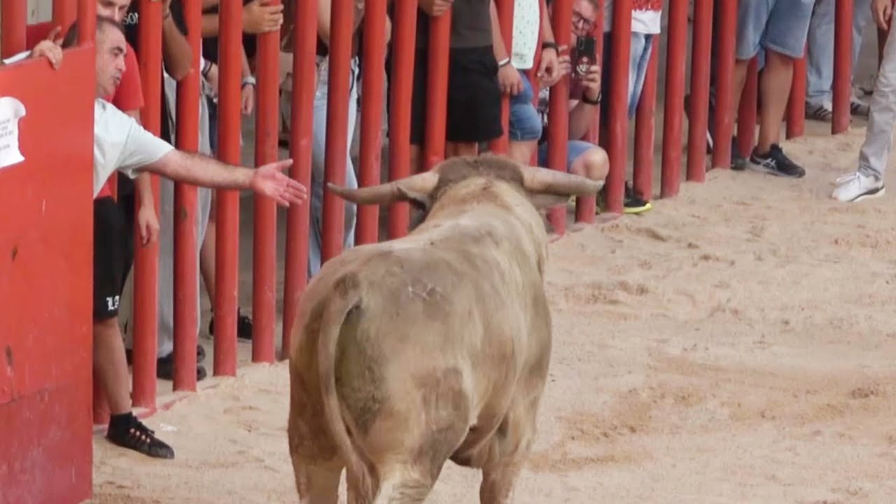 😱 INTENTA TOCAR AL TORO CON LA MANO! CAPEA VALDARACETE SEPTIEMBRE 2025