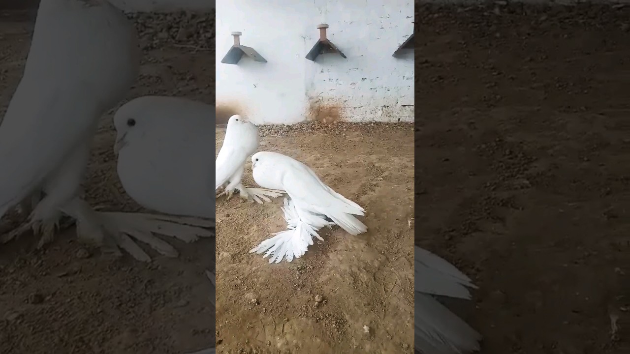White Pomeranian Pigeon | Pouter pigeon #viral #shorts #pouterpigeon