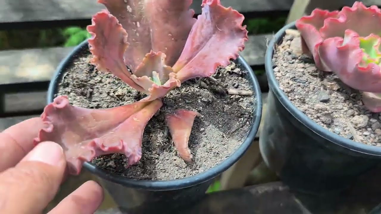 Um tuor pela estufa, cores e mais.
