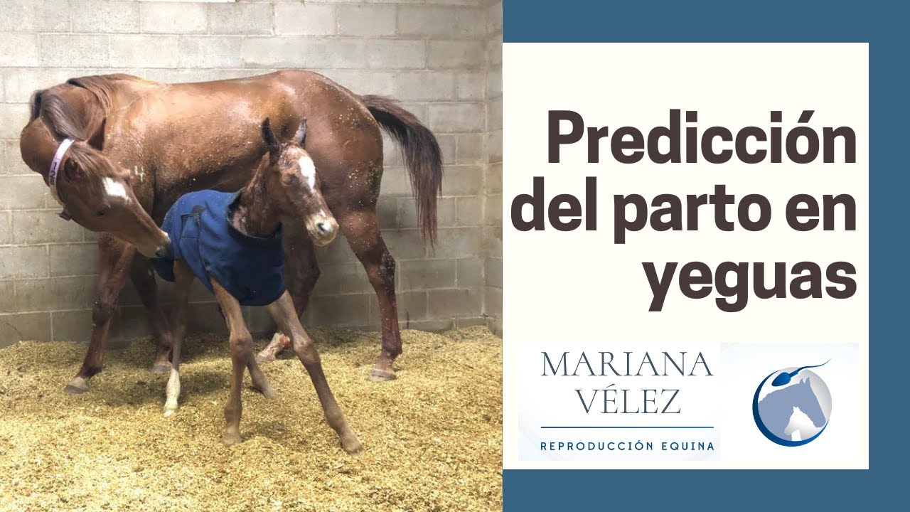 PREDICCIÓN DEL PARTO EN YEGUAS
