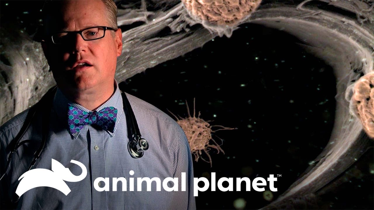 Un hongo está instalado en sus pulmones | Parásitos Asesinos | Animal Planet