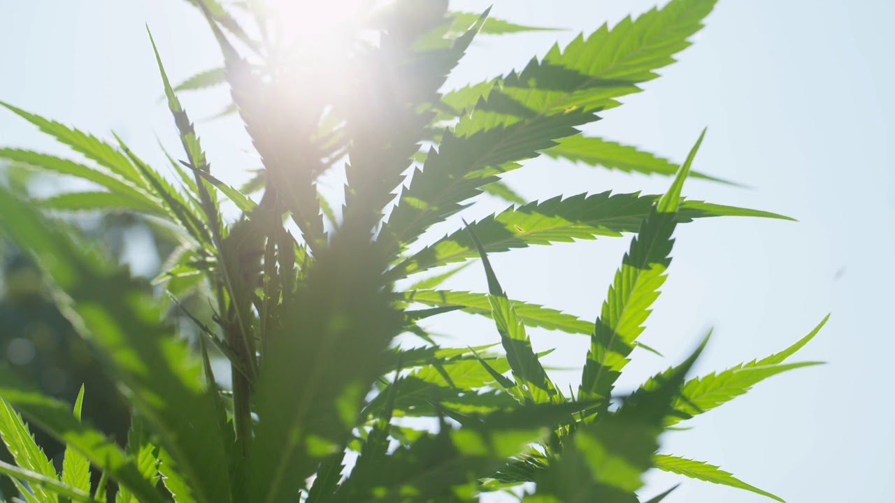 close up dof amazing hemp plants flowering and forming big buds with thc bbtpy3wkx  D4k