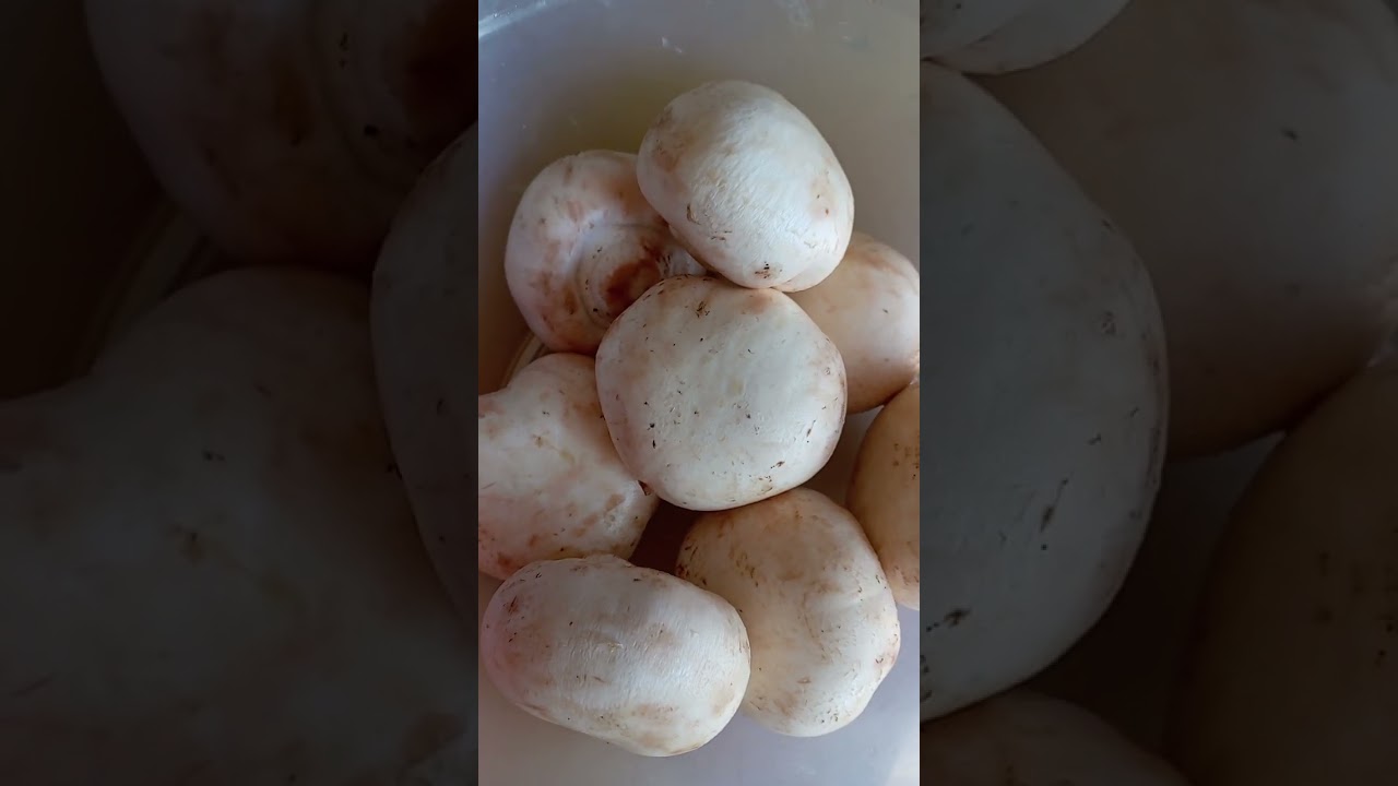 طريقة طبخ صدور الدجاج بالكريمة والفطر رهييييبة 