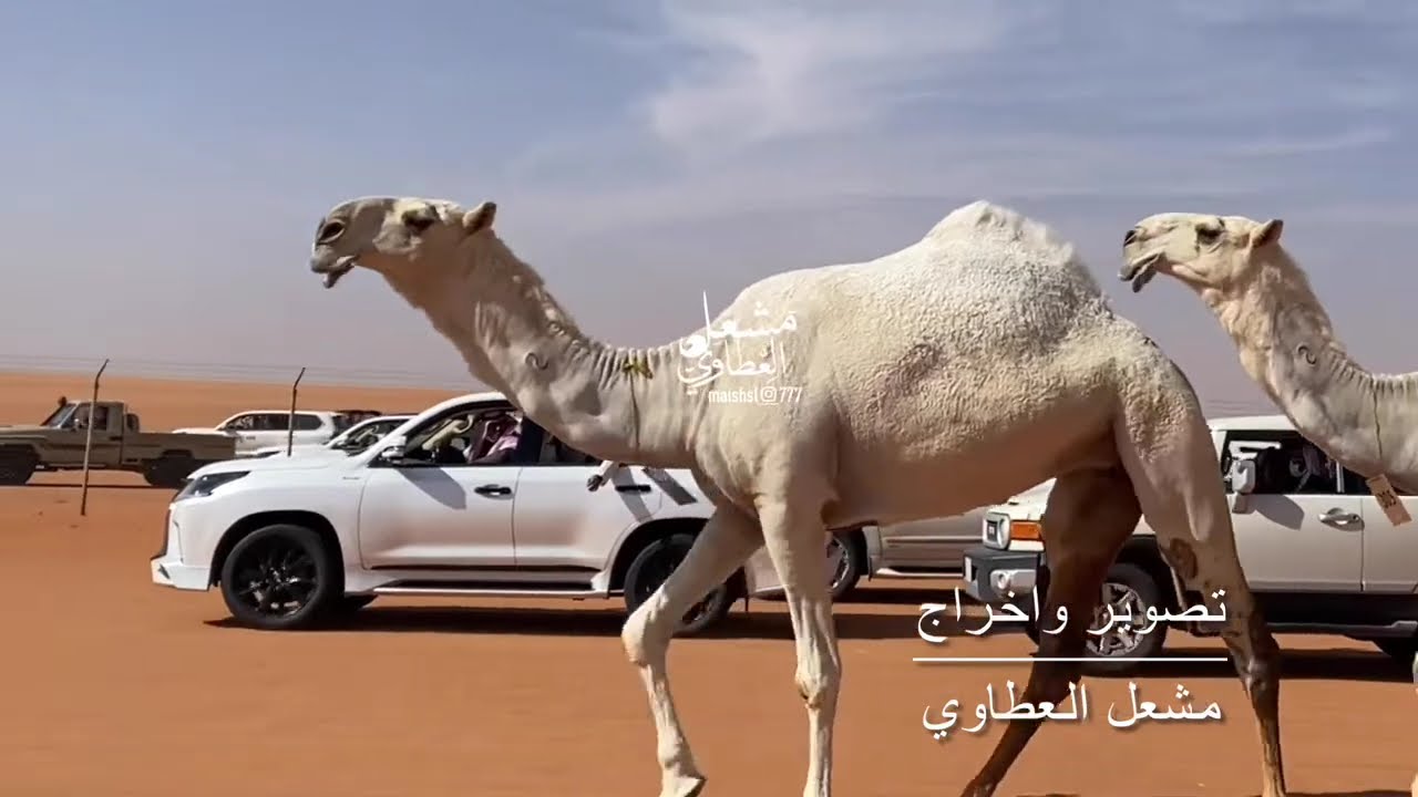 قطامات فرديات الوضح عبدالمحسن البعيجان العتيبي