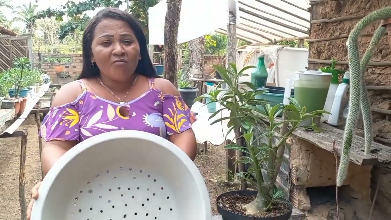 REPLANTIO DA MINHA ROSA DO DESERTO, NO PURO CARVÃO!!