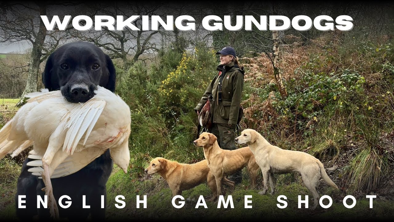 Working Labradors on a Traditional English Shoot | Gundogs in Action