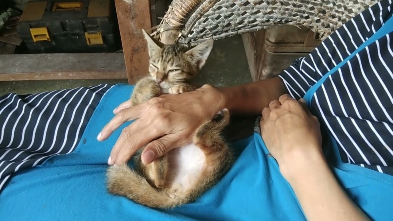 Cute cat having fun playing with mom | Budi Cat 