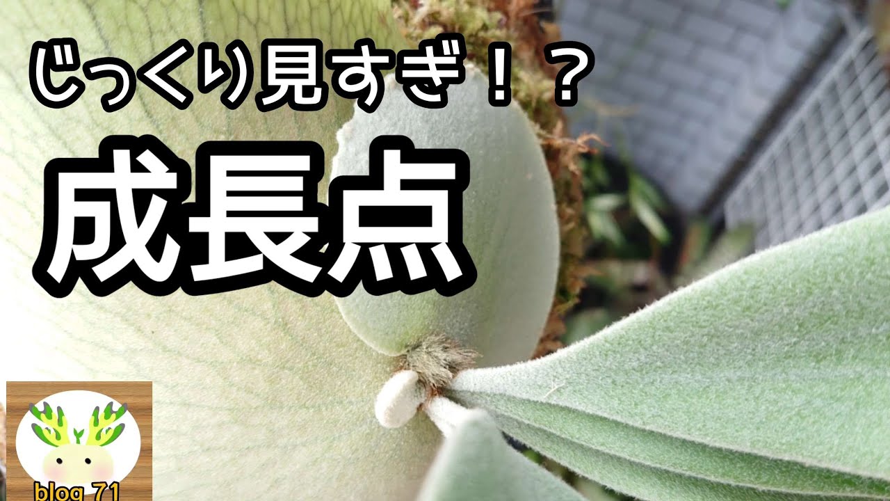 【こんなにキレイ】好きな成長点ランキング !!ベスト3🌱