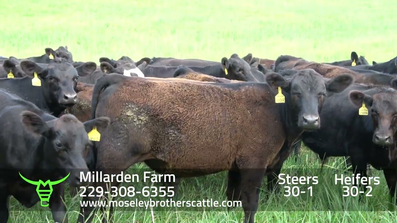 MILLARDEN FARM: Georgia Summer Safe Sale 8/12/25