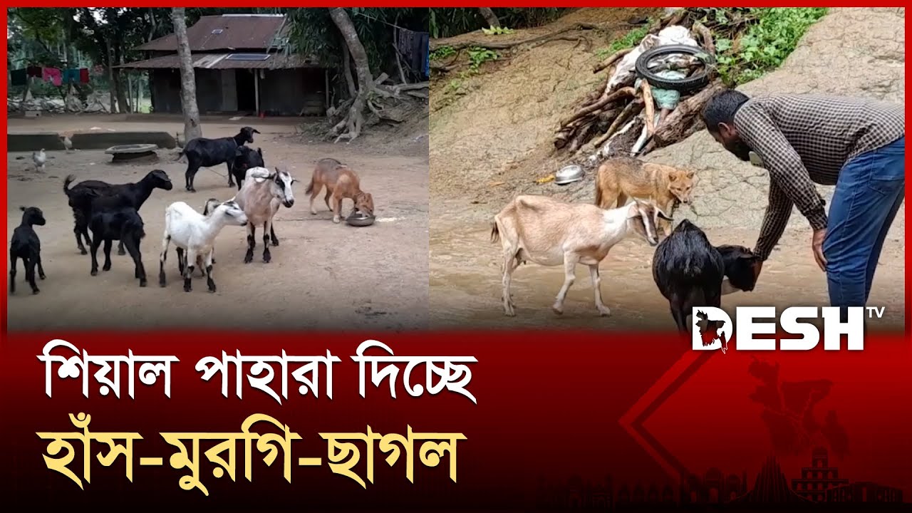 ভক্ষক হয়েও রক্ষকের দায়িত্বে শিয়াল | Netrokona | Fox | Guard Fox | Desh TV
